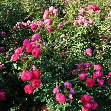 Schoenes In Mit Schoenem Garten * Radewege